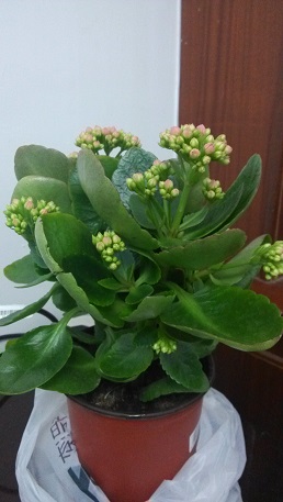 长寿花