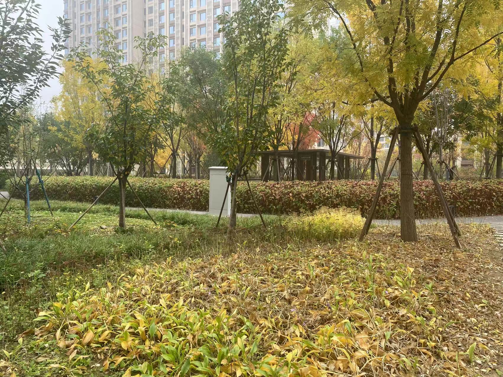 秋景