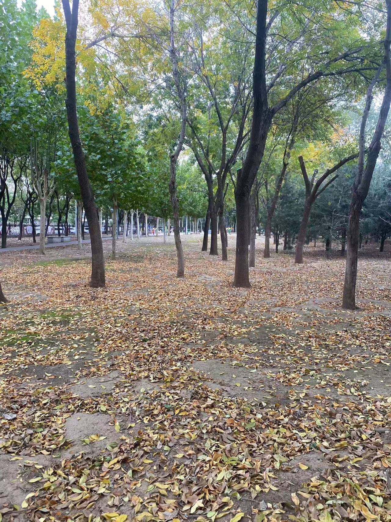 秋景