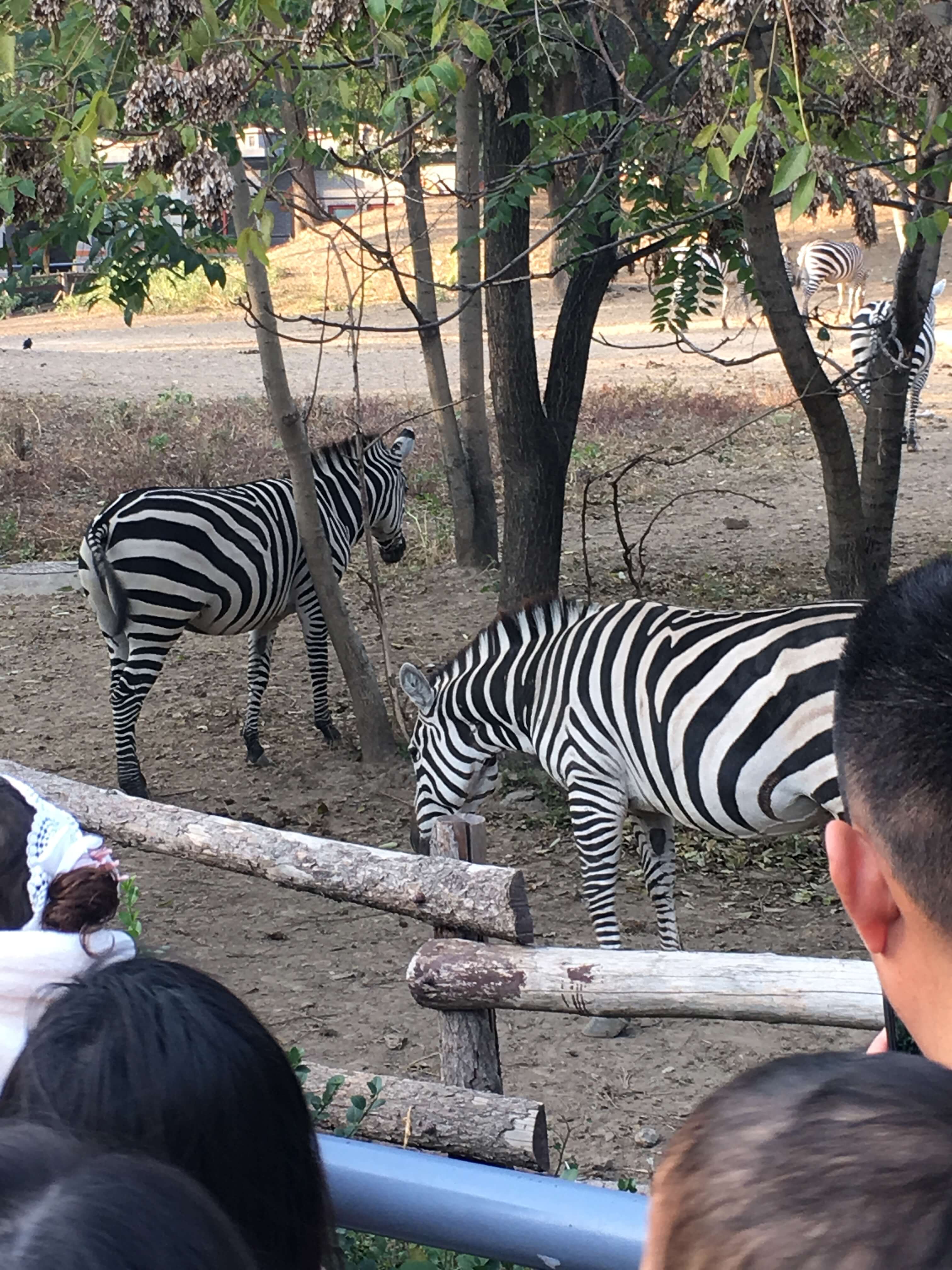 周末的动物园之旅-蚊子前端博客-蚊子的前端博客